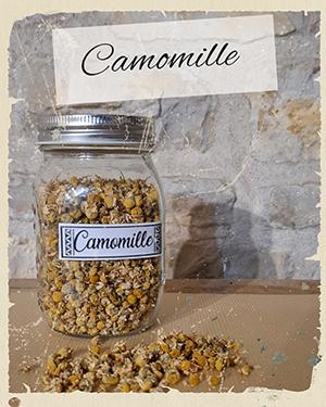 Camomille